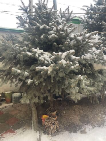 Саженцы деревьев: Ели, Самовывоз