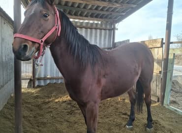 племенные коровы молочные купить: Продаю | Конь (самец) | Конный спорт — 1