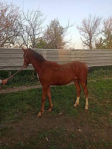 А/ч жаныбарларын сатам: Сатам | Бээ (ургаачы) | Англиялык | Көбөйтүү үчүн — 2