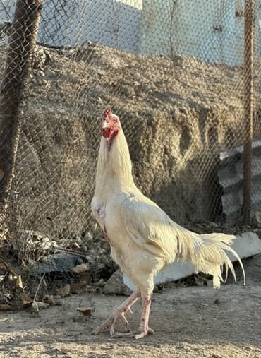 коровы молочные: Продаю | Петух | Бойцовая | Для разведения — 1