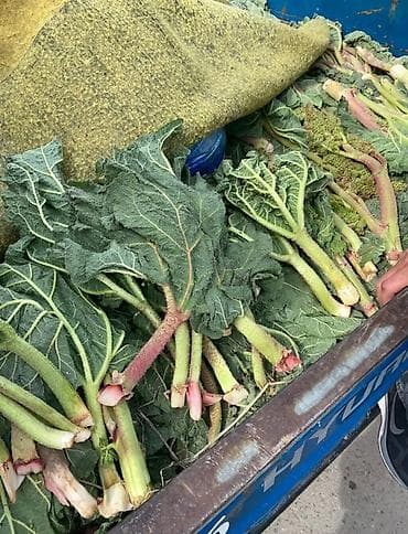 кукуруза покупка: Ревень свежесрезанный в черешках с листьями. ЧУКУРУ 23 СОМДОН УЙГО — 1