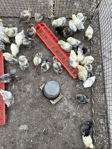 лоток для инкубатор: Продаю | Цыплята | Для разведения — 1