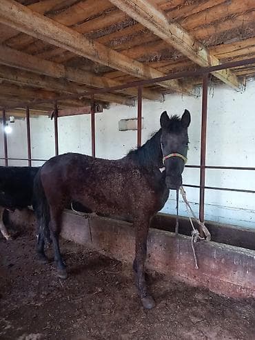 Продам с/х животных: Продаю | Конь (самец) | Дончак | Рабочий — 8