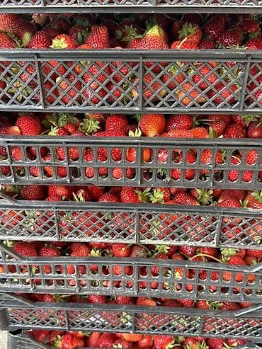 мойка с тумбой для кухни бишкек: Клубника — 3