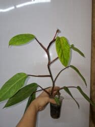 продам рассаду помидор: В продаже укоренённые сингониумы в активном росте: панда гелакси — 14