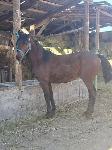 голова лошади: Продаю | Жеребец | Конный спорт — 3