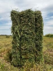 Газон: Беде Беде Прессованное сено люцерны, Удобно для хранения и — 3