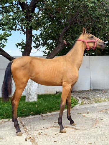 эр тоокум: Продаю | Жеребенок | Конный спорт | Племенные — 1