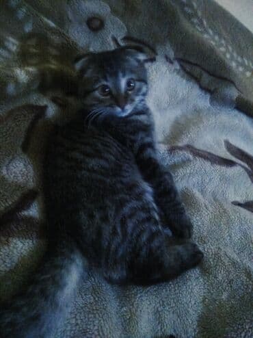 купить котенка шотландской породы: 3 месяца, Мальчик, Серый, Приучена к лотку — 2