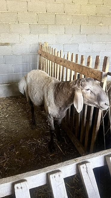 заказ делфин: Продаю | Баран (самец) | Для разведения | Осеменитель — 1