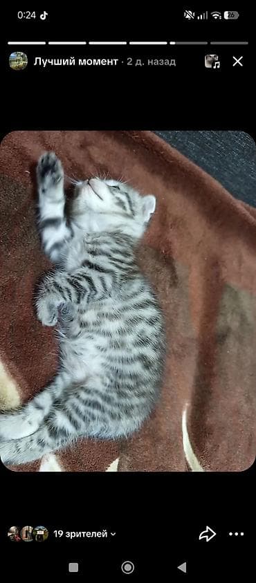 Котёнок с серебристым тигровым окрасом (табби). - Полосатая короткая lalafo.kg да Котёнок с серебристым тигровым окрасом (табби). - Полосатая короткая