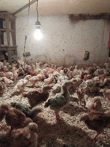 джерсийский гигант петух: Продаю | Цыплята | Для разведения, Несушки — 1