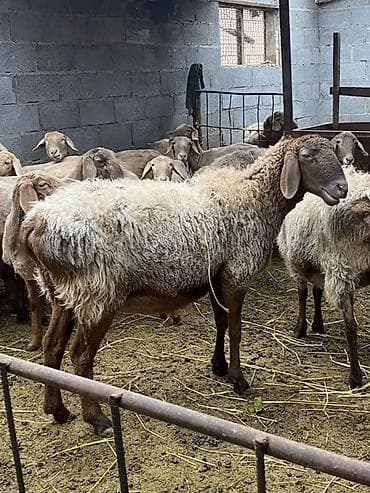 цена собаки шпиц: Продаю | Овца (самка) | Полукровка, Арашан | Для разведения | Матка — 2