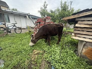 ветеринар вызов дом в бишкеке: Продаю | Корова (самка) | Полукровка | Для молока | После отела — 3