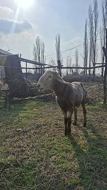 байтал бее: Продаю | Баран (самец) | Эдильбаевская | Для разведения — 3