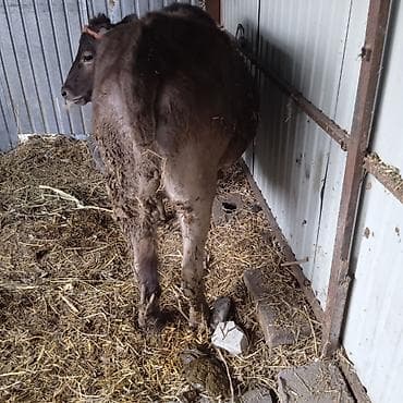 швицкая корова: Продаю | Тёлка | Швицкая | Для разведения | Привязанные — 3
