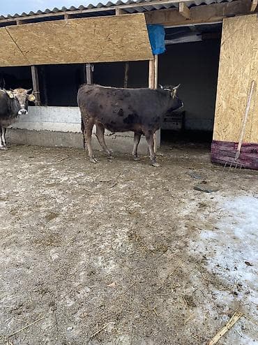 продаю шерсть: Продаю | Корова (самка) | Алатауская | Для молока | Привязанные — 6