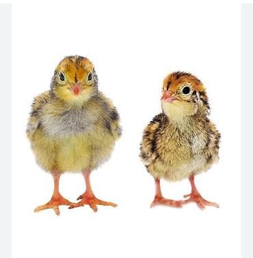 Животные: Продаю | Цыплята | Бройлерная | На забой — 2