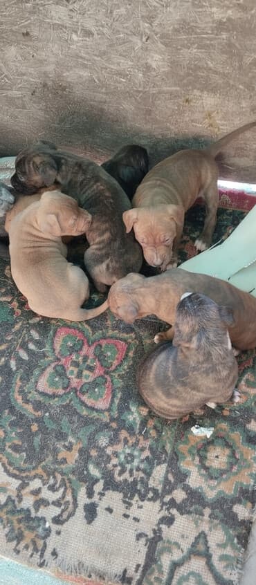 собака бульдок: Щенки (помёт) тигрового и рыже-тигрового окраса. - Возраст: на фото — — 1
