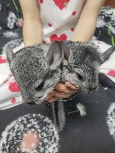 Грызуны: Шиншиллы, окрас стандарт (серый) - Домашние декоративные шиншиллы с — 4