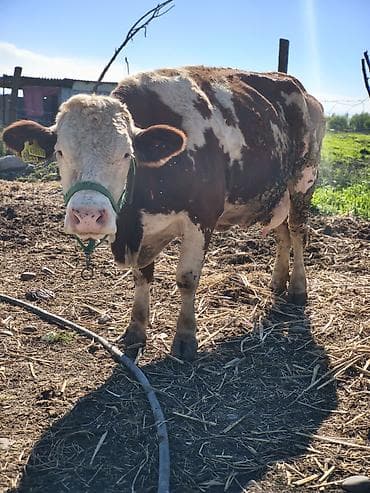 молочные козы: Продаю | Корова (самка) | Швицкая, Монбельярд | Для молока — 3