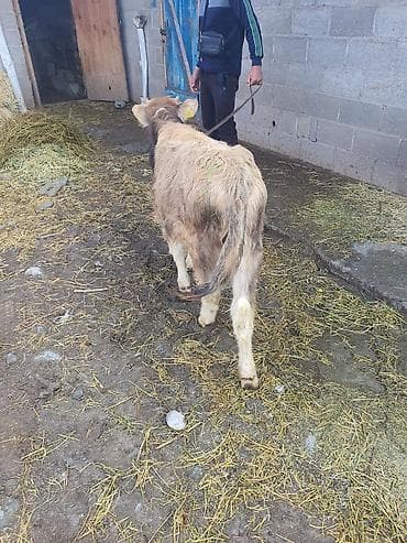 бир: Сатам | Бука (эркек) | Бордоп семиртүү үчүн | Байланган — 1