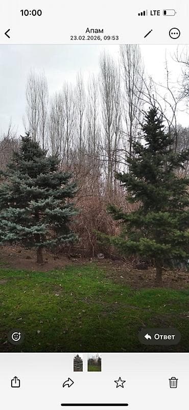 открытый бассейн: Саженцы деревьев: Ели — 2