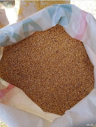 силос корм: Ячмень семейной. Сорт,толбот''Канадский — 1