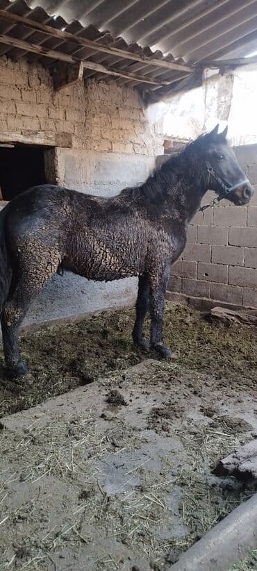 Жылкылар, аттар: Сатам | Байтал | Аргын | Союуга, Көбөйтүү үчүн — 8