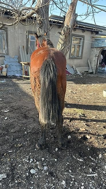 дончак продажа: Продаю | Кобыла (самка) | Дончак | Мерин — 6