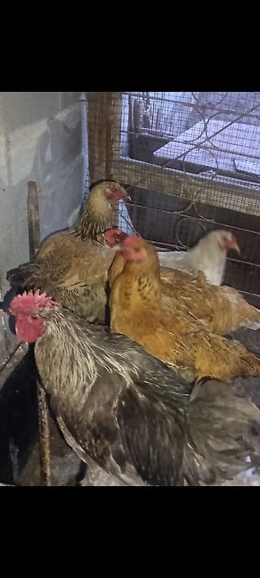 гусарские бараны: Продаю | Петух | Для разведения — 2