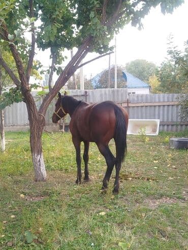 продажа щенков немецкой овчарки в бишкеке с документами: Сатам | Байтал | Жумушка — 4