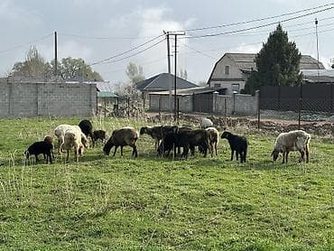 животные коровы: Продаю | Овца (самка), Ягненок | Полукровка | Для разведения | Котные, Ягнившаяся — 6