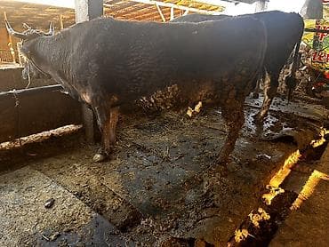 Продаю | Корова (самка) | Алатауская | На откорм, На забой | Не стельные, Привязанные