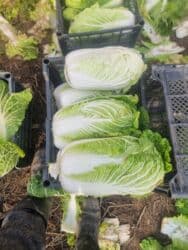 салаты на зиму: Капуста Пекинская — 1