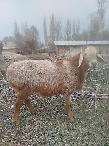 где купить утят: Продаю | Баран (самец) | Гиссарская | Для разведения | Племенные — 1