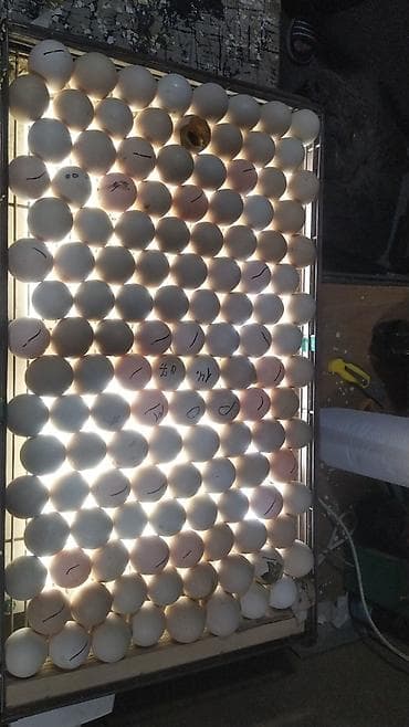 инкубаторские яйца: Продаю | Инкубационные яйца — 4