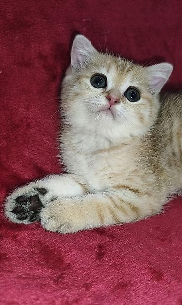 кошка персидская шиншилла: Скотиш Страйт (Шотландская прямоухая), 2 месяца, Мальчик, Золотая шиншилла — 8