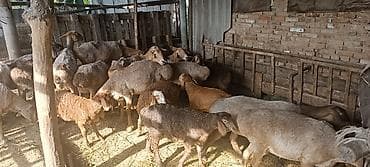 голуби киргизии: Продаю | Овца (самка), Ягненок | Гиссарская, Полукровка | На забой, Для разведения | Матка, Ярка, Ягнившаяся — 4