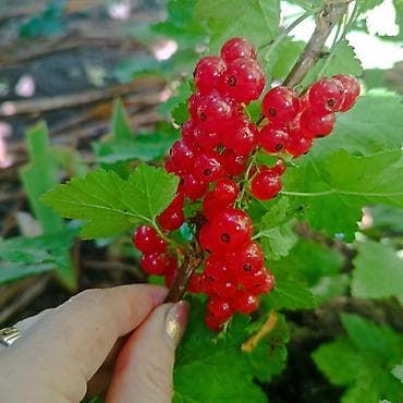 ежевика малина: Саженцы ягодных кустарников: смородина черная и красная, крыжовник. - — 3