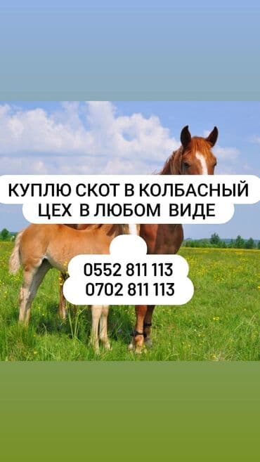 собачий дом: Куплю | Лошади, кони | Любое состояние, Забитый — 1