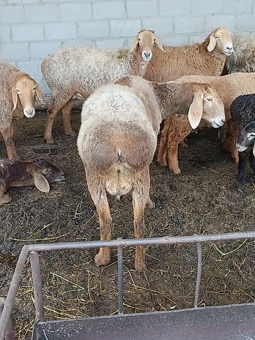 козы кара балта: Продаю | Овца (самка) — 4