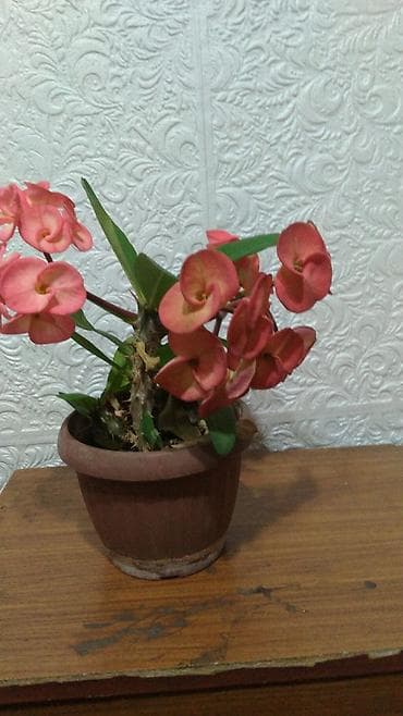 Молочай Милла (Euphorbia milii) — комнатное суккулентное растение с