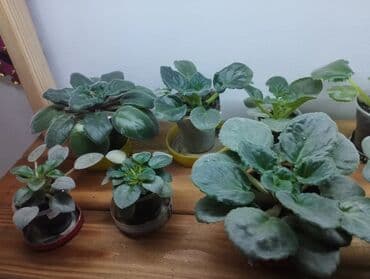 оймо чийме сурот тартуу: Продаю фиалки есть детки — 9