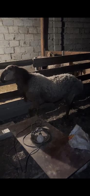 бирки для овец: Продаю | Овца (самка) | Для разведения | Племенные — 5