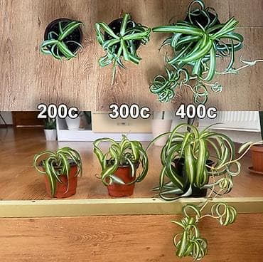 хлорофитум бишкек: Хлорофитум «Бонни» (Chlorophytum comosum ‘Bonnie’) — компактный — 2