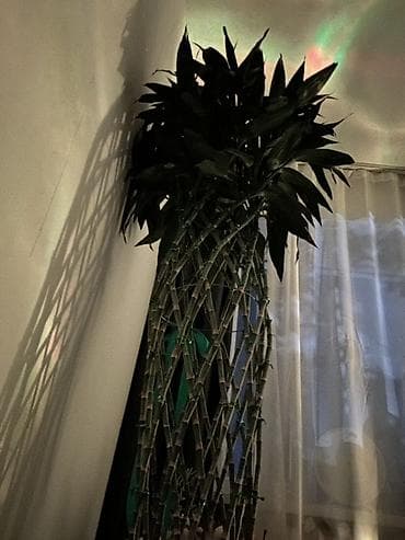 бамбука: Декоративный бамбук «счастливый бамбук» (Dracaena sanderiana) с — 1