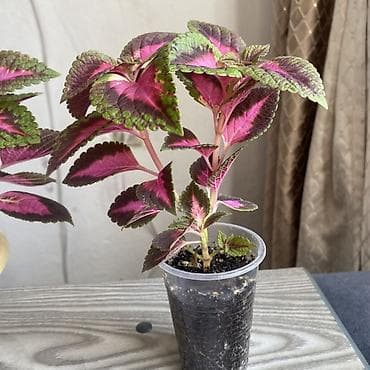 комнатный гулдор: Колеус декоративнолистный (пестролистный сорт с розово‑бордовым — 1