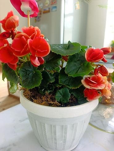 Бегония элатиор (Begonia tuberhybrida), горшечная - Яркие махровые