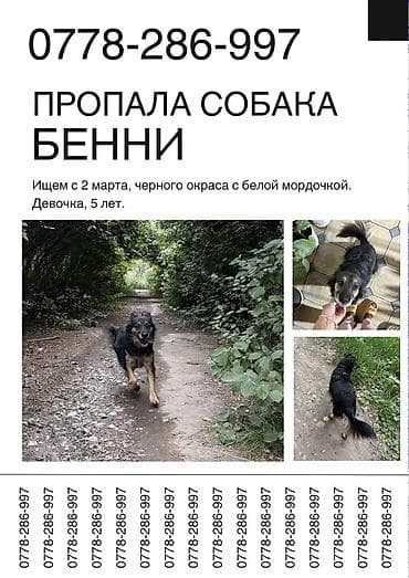 где взять щенка бесплатно: Объявление: Пропала собака Бенни Описание: - Имя: Бенни - Пол: девочка — 1